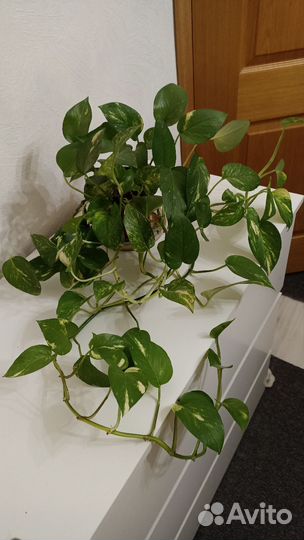 Сциндапсус поемиум