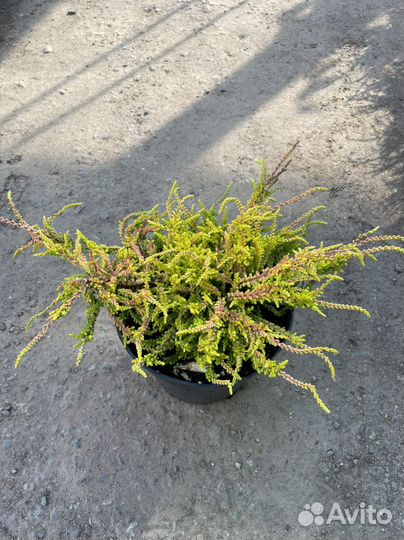 Верески в ассортименте