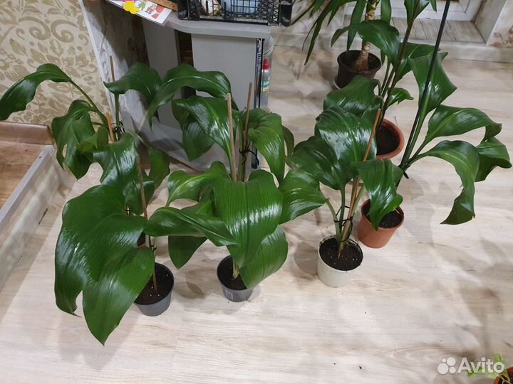 Амазонская Лилия Эухарис