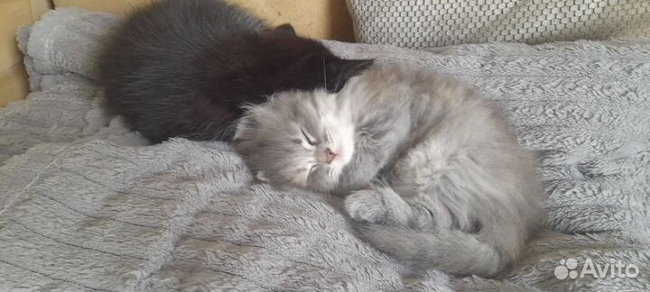 Красивые кошечки