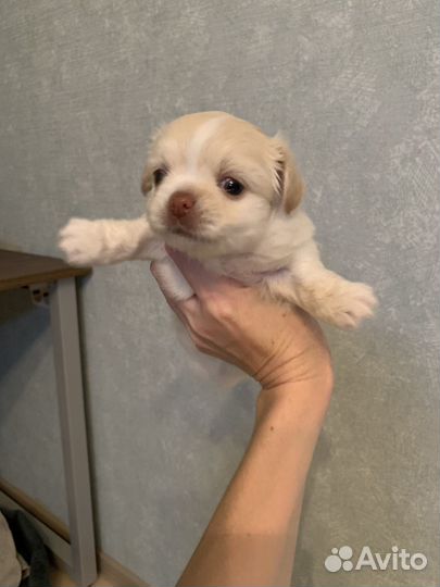 Щенки чихуахуа