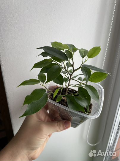 Фикус бенджамина