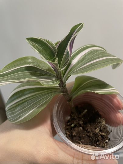 Сингониум неон пинк