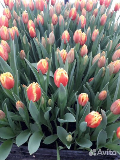 Тюльпаны оптом