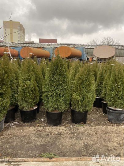 Туя смарагд