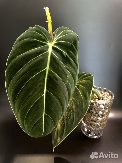 Филодендрон