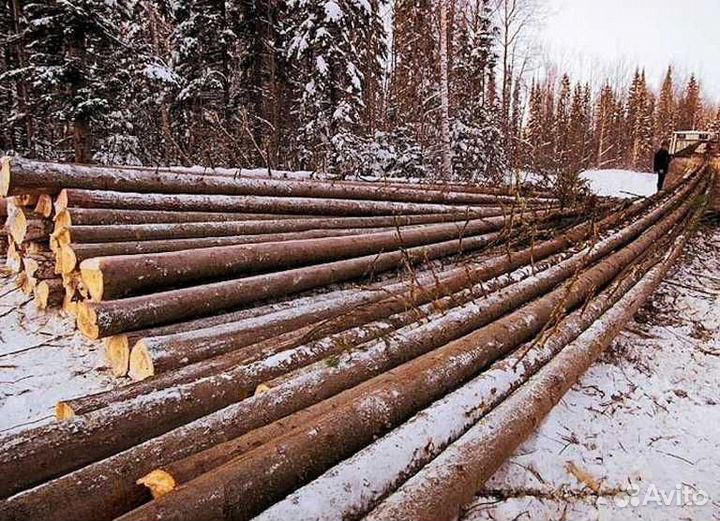 Услуги заготовки леса