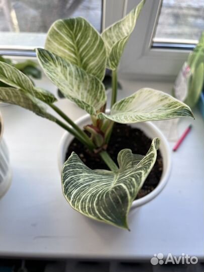 Филодендрон биркин вайт