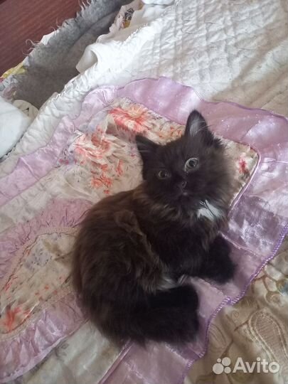 Котёнка в добрые руки