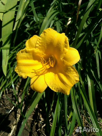 Многолетние цветы