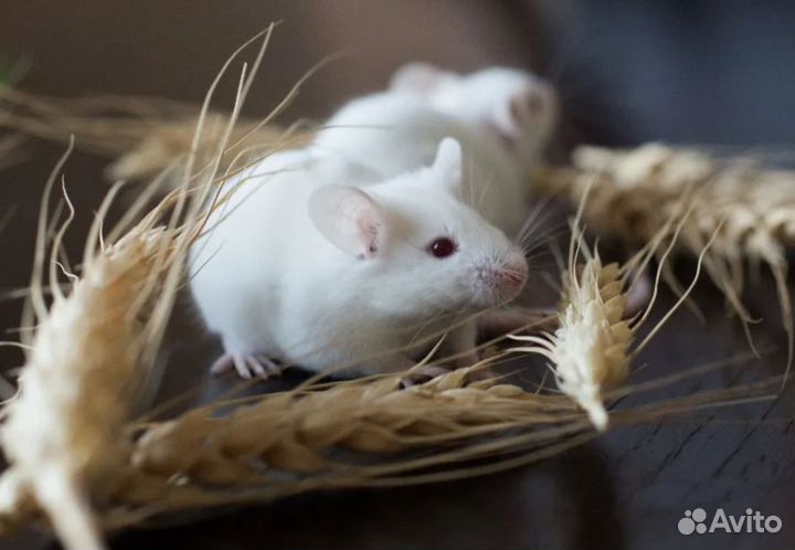 Декоративные мыши