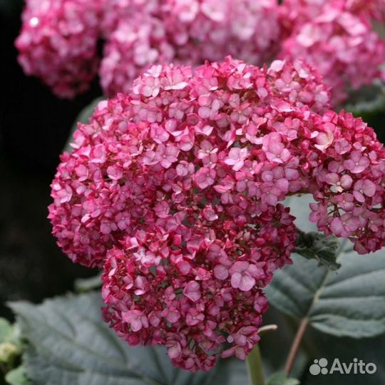 Продаем саженцы древовидной гортензии