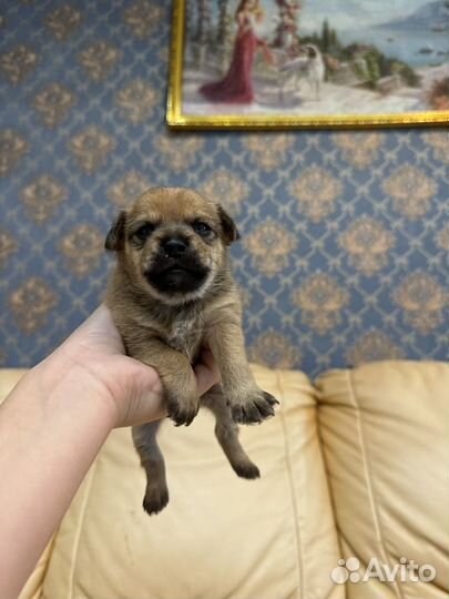 Собака маленькая