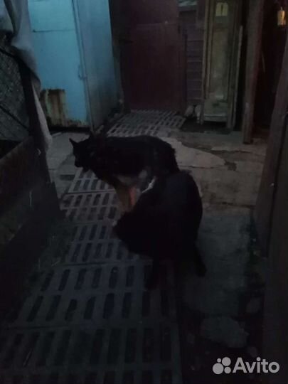 Немецкая овчарка