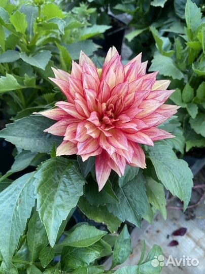 Карликовый патио-георгин в горшке