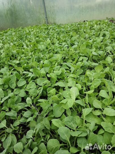 Рассада цветной капусты,баклажан и перец