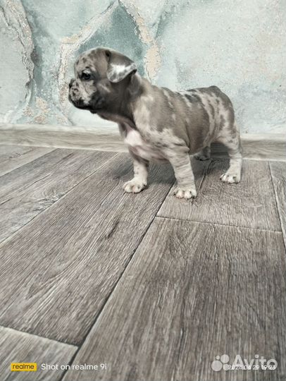 Французский бульдог щенки мерле