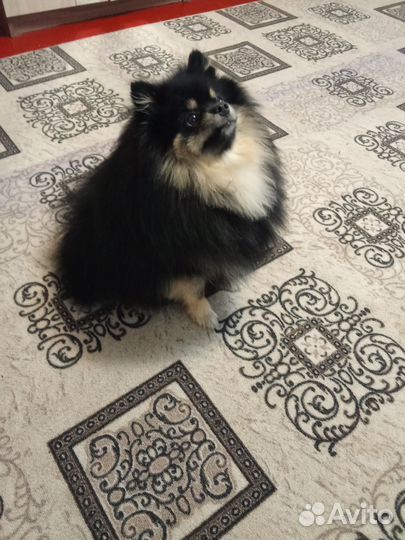 Шпиц на вязку