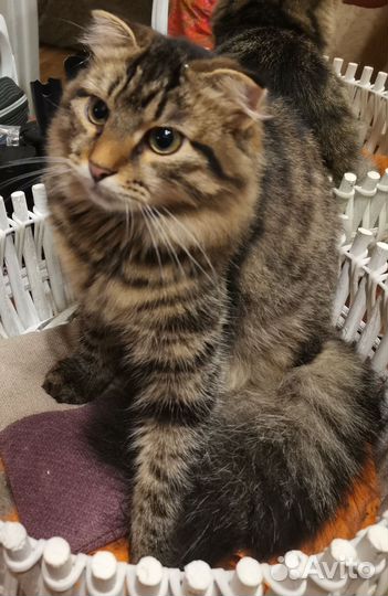 Котик красавец 6 мес