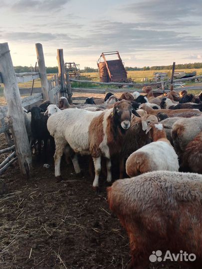 Овцы бараны