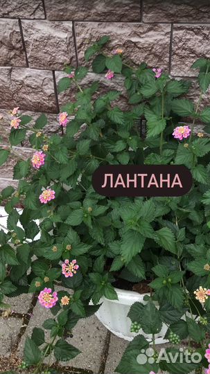 Семена цветов