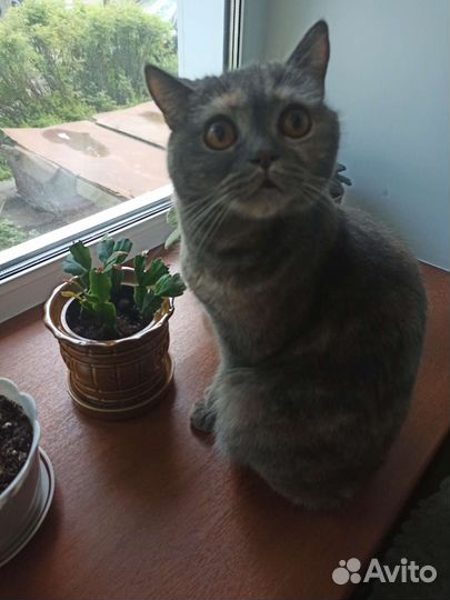 Кошечка перс