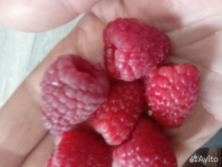 Саженцы малины