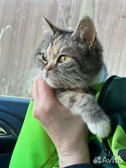 Котенок, девочка