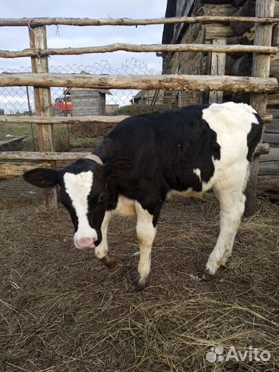 Бычки и быки