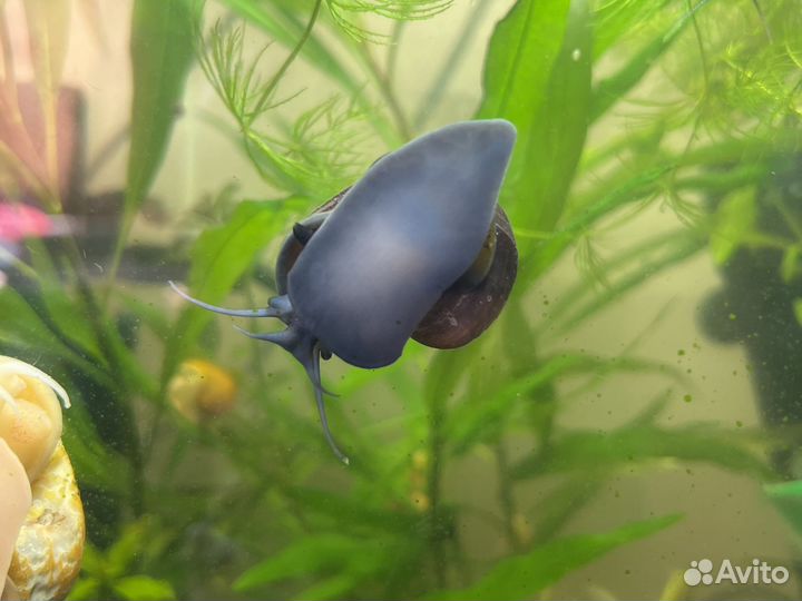 Улитки аквариумные ампулярии разноцветные