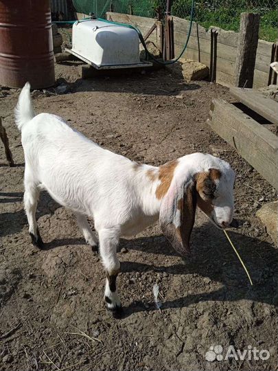 Англо нубийские козлята