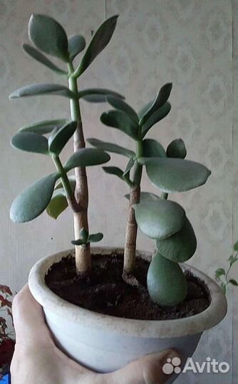 Денежное дерево