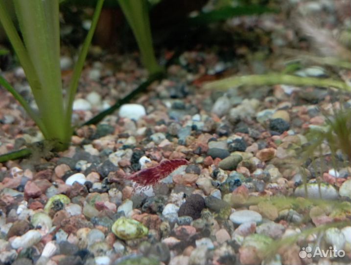 Креветки вишня, хелены, валлиснерия