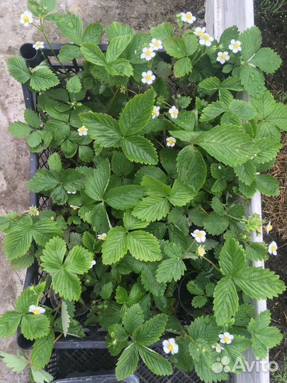 Клубника зкс Земляника зкс морозостойкие