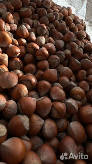 Орех Фундук из Турции