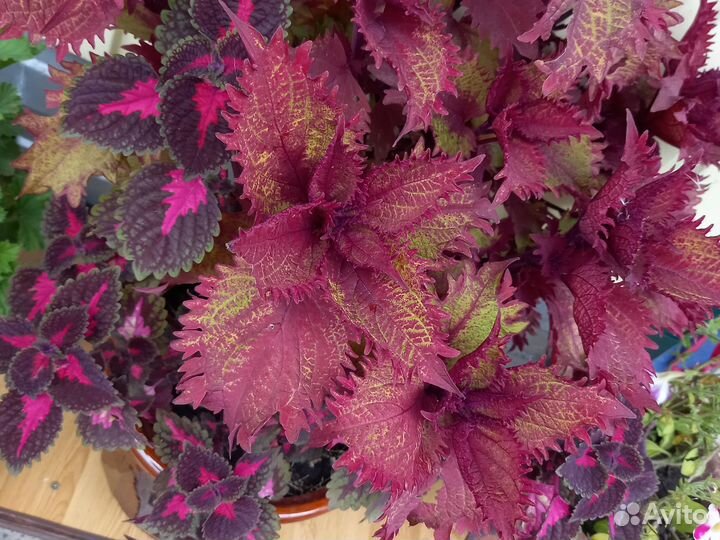 Калеусы и хоста