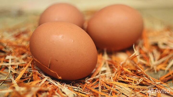 Инкубационное яйцо кур кучинскинская юбилейная
