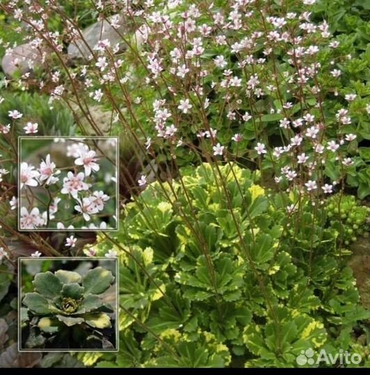 Саженцы многолетников в наличии