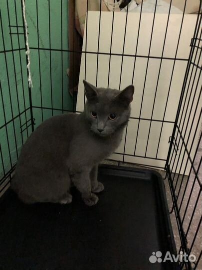 Котик