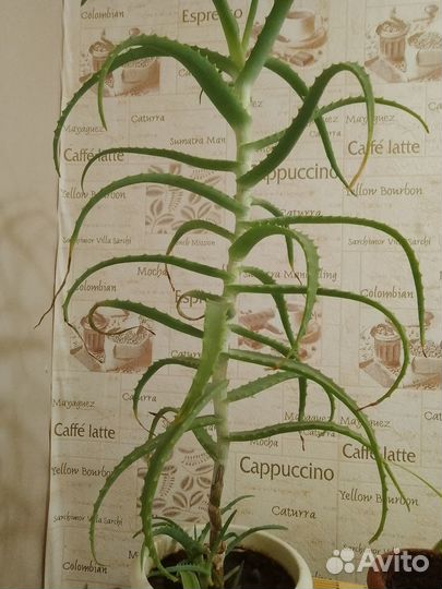 Алоэ лечебный