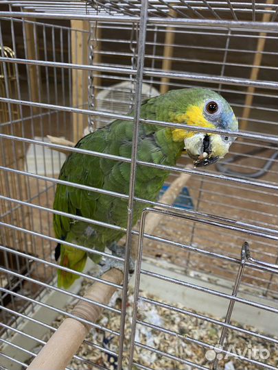 Попугай Амазон