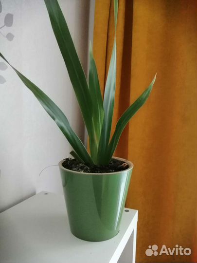 Неомарика (шагающий ирис)