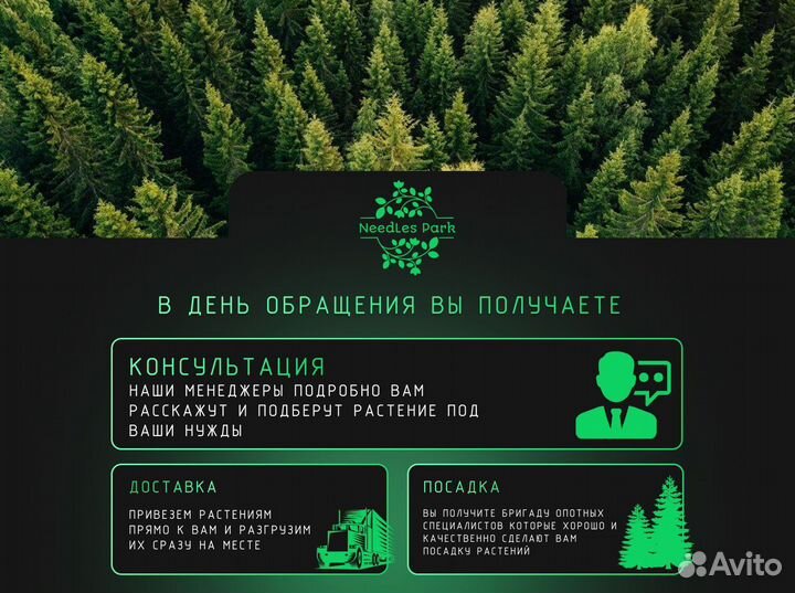 Туя брабант