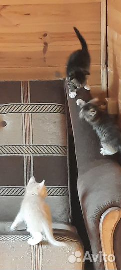 Котята в добрые руки 1 месяц