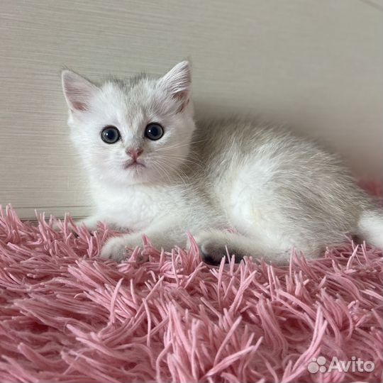 Британские котята