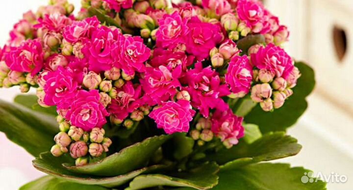 Каланхоэ цветущий