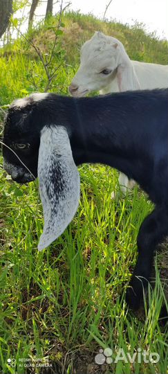 Козлята нубо-камори