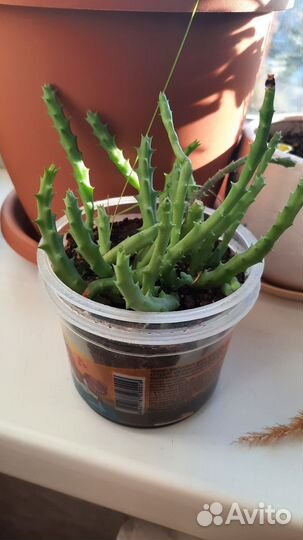 Растения и суккуленты, кактусы