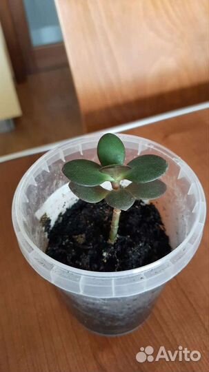 Алое Хавортия Денежное дерево Кактусы