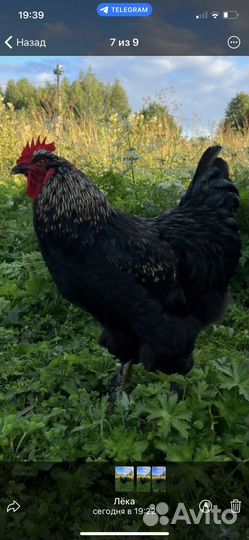 Петух помесной Яйцо Индоутки